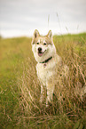 Husky Rde