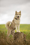 Husky Rde