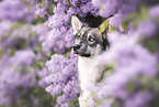 Husky