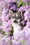 Husky