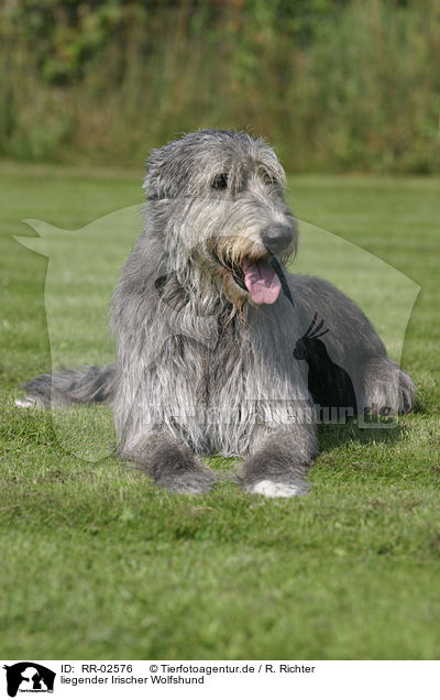 liegender Irischer Wolfshund / lying Irish Wolfhound / RR-02576