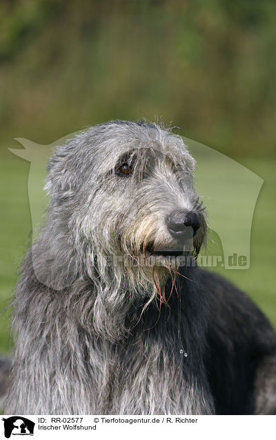 Irischer Wolfshund / Irish Wolfhound / RR-02577