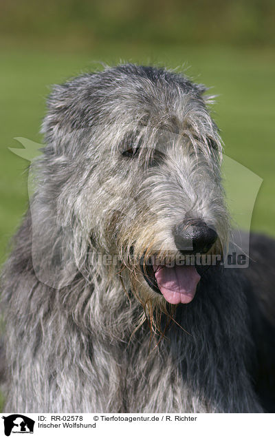 Irischer Wolfshund / Irish Wolfhound Portrait / RR-02578