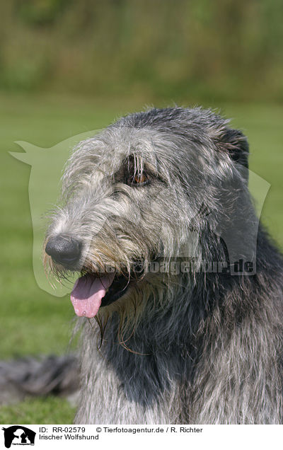 Irischer Wolfshund / Irish Wolfhound Portrait / RR-02579