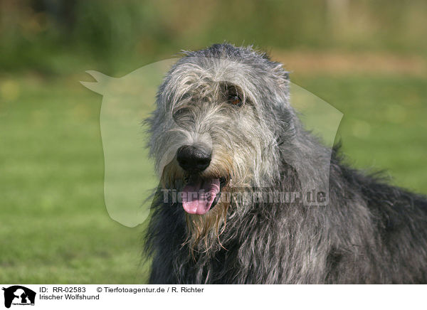 Irischer Wolfshund / Irish Wolfhound Portrait / RR-02583