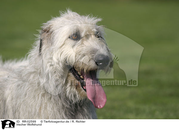 Irischer Wolfshund / Irish Wolfhound Portrait / RR-02599
