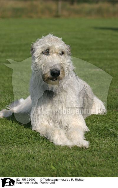 liegender Irischer Wolfshund / lying Irish Wolfhound / RR-02603