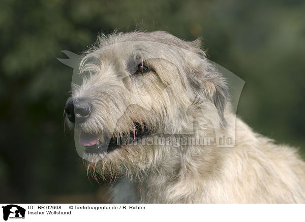 Irischer Wolfshund / Irish Wolfhound Portrait / RR-02608