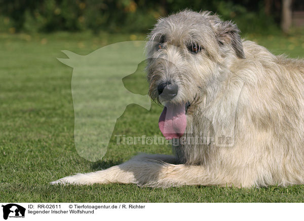 liegender Irischer Wolfshund / lying Irish Wolfhound / RR-02611