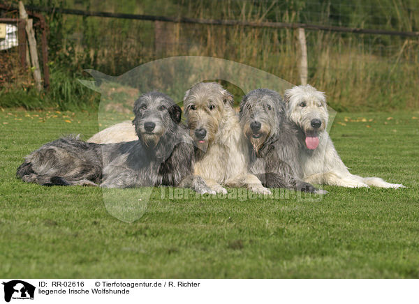 liegende Irische Wolfshunde / RR-02616
