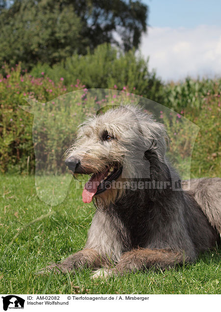 Irischer Wolfshund / AM-02082
