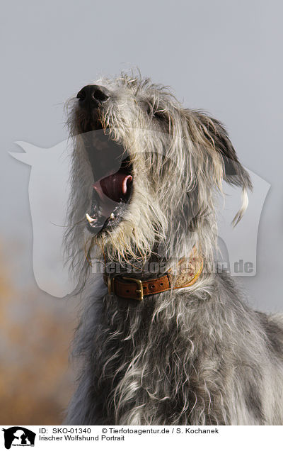 Irischer Wolfshund Portrait / SKO-01340