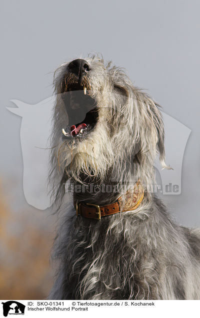 Irischer Wolfshund Portrait / SKO-01341