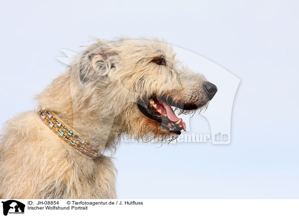 Irischer Wolfshund Portrait / Irish Wolfhound Portrait / JH-08854