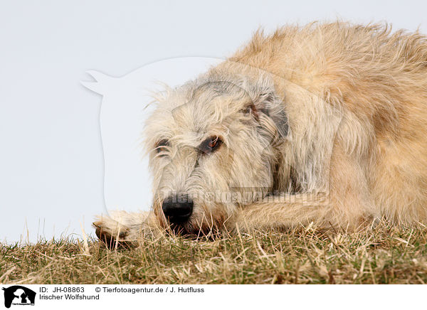 Irischer Wolfshund / Irish Wolfhound / JH-08863