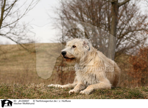 Irischer Wolfshund / Irish Wolfhound / JH-08887