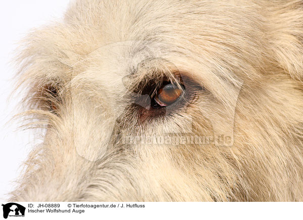 Irischer Wolfshund Auge / Irish Wolfhound eye / JH-08889