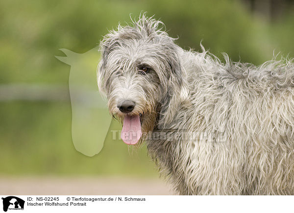 Irischer Wolfshund Portrait / Irish Wolfhound portrait / NS-02245