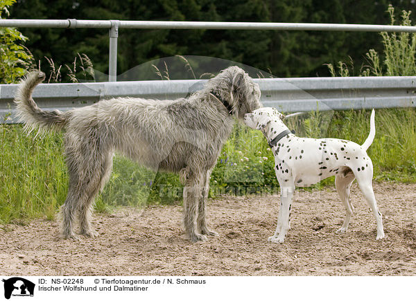 Irischer Wolfshund und Dalmatiner / Irish Wolfhound and Dalmatian / NS-02248