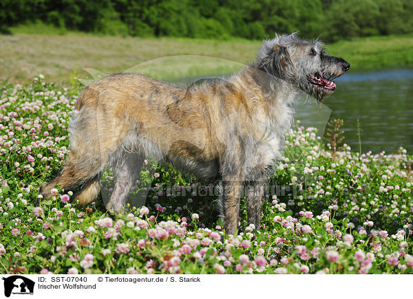 Irischer Wolfshund / Irish Wolfhound / SST-07040