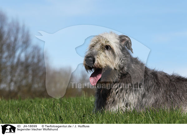liegender Irischer Wolfshund / JH-18699
