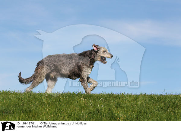 rennender Irischer Wolfshund / JH-18701