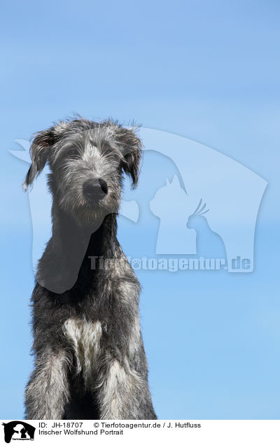 Irischer Wolfshund Portrait / JH-18707