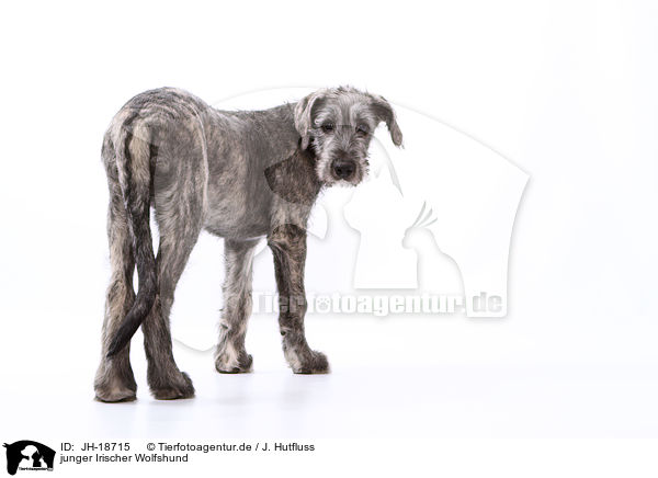 junger Irischer Wolfshund / JH-18715