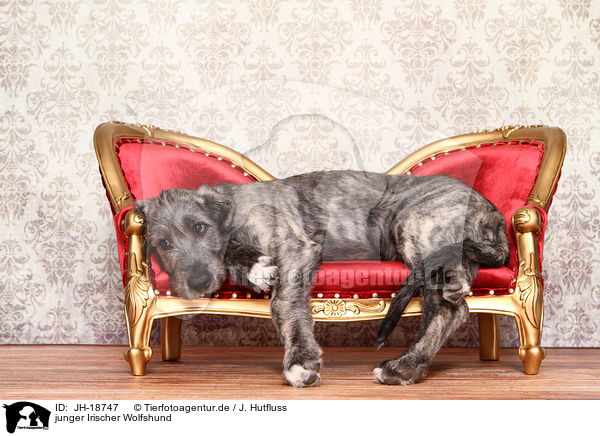 junger Irischer Wolfshund / young Irish Wolfhound / JH-18747