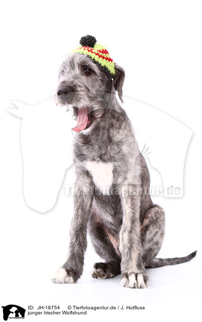 junger Irischer Wolfshund / JH-18754