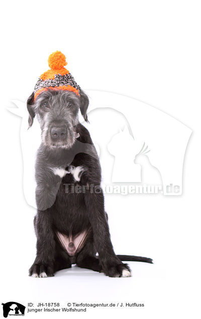 junger Irischer Wolfshund / young Irish Wolfhound / JH-18758