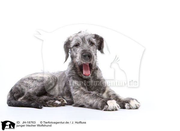 junger Irischer Wolfshund / young Irish Wolfhound / JH-18763