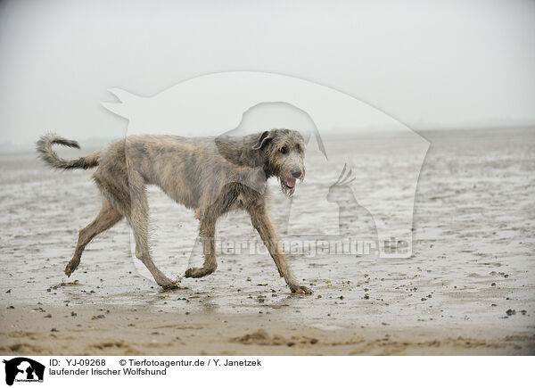laufender Irischer Wolfshund / YJ-09268