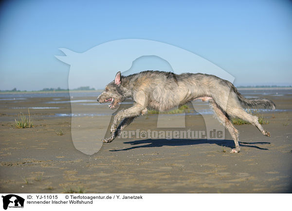 rennender Irischer Wolfshund / YJ-11015