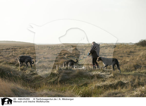 Mensch und Irische Wolfshunde / human and Irish Wolfhounds / AM-05269