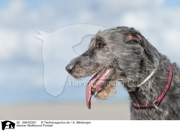 Irischer Wolfshund Portrait / Irish Wolfhound Portrait / AM-05281