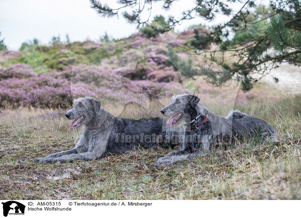 Irische Wolfshunde / Irish Wolfhounds / AM-05315