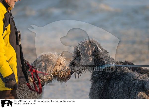 Irische Wolfshunde / Irish Wolfhounds / AM-05317