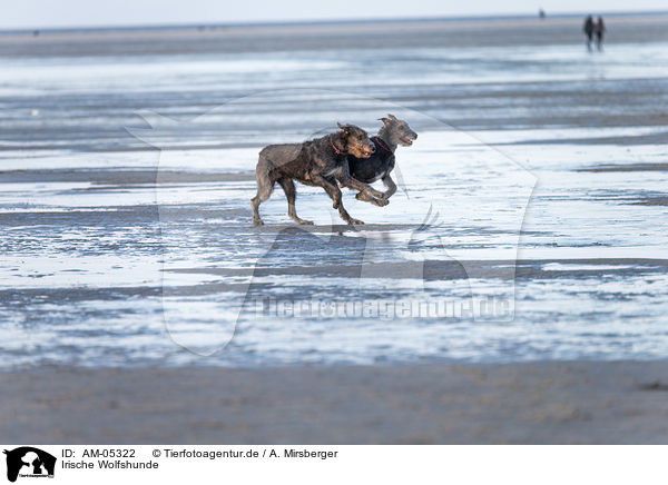 Irische Wolfshunde / Irish Wolfhounds / AM-05322