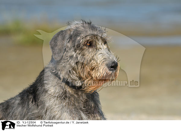 Irischer Wolfshund Portrait / YJ-12504