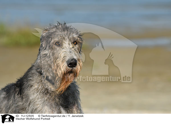 Irischer Wolfshund Portrait / YJ-12505