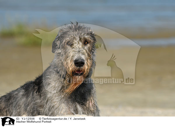 Irischer Wolfshund Portrait / YJ-12506