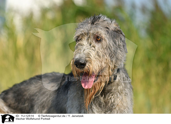 Irischer Wolfshund Portrait / YJ-12514