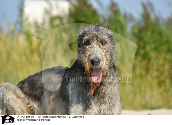 Irischer Wolfshund Portrait / YJ-12516