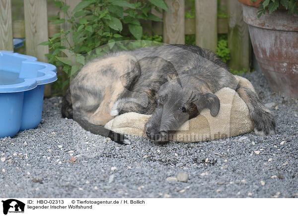 liegender Irischer Wolfshund / HBO-02313
