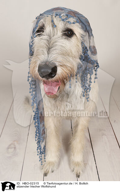 sitzender Irischer Wolfshund / HBO-02315