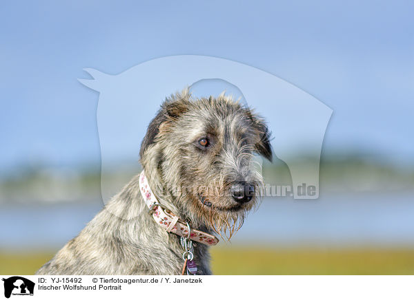 Irischer Wolfshund Portrait / YJ-15492