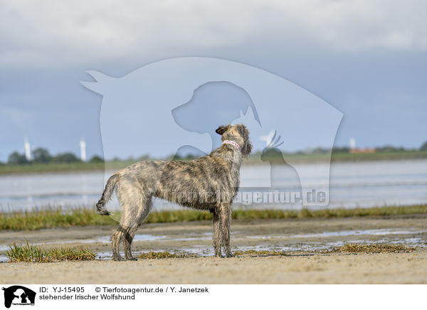 stehender Irischer Wolfshund / standing Irish Wolfhound / YJ-15495