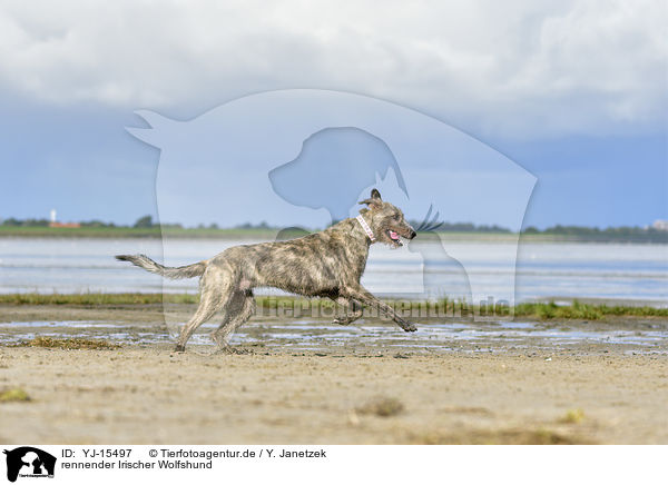 rennender Irischer Wolfshund / YJ-15497