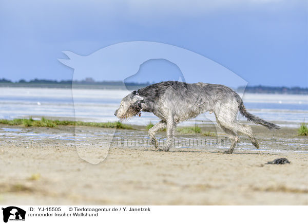 rennender Irischer Wolfshund / YJ-15505